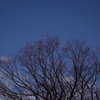 冬の公園