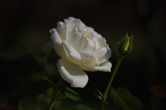 秋薔薇　3