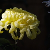 菊　1