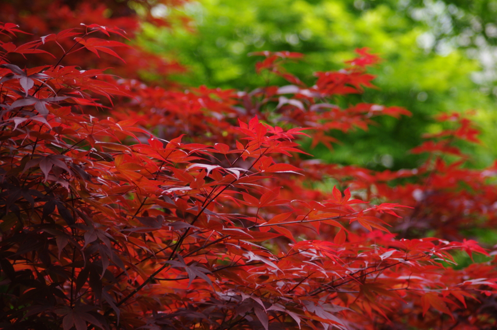 春紅葉