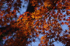 紅葉　4
