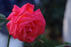 薔薇　9