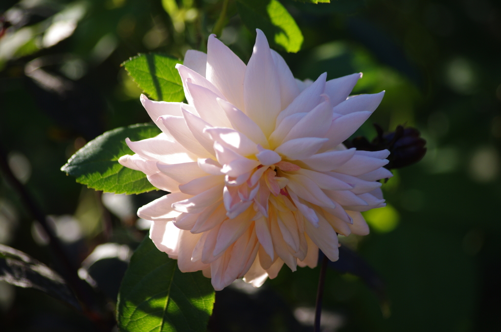 薔薇　12　港が見える丘公園　１０月