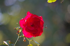おいしそうな花　薔薇　12