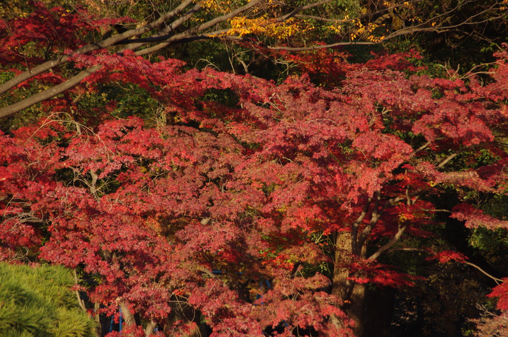 紅葉　2