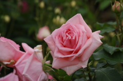 薔薇　4　山下公園　5月