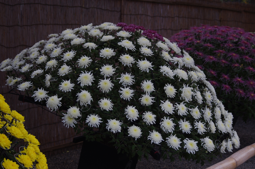 菊　6