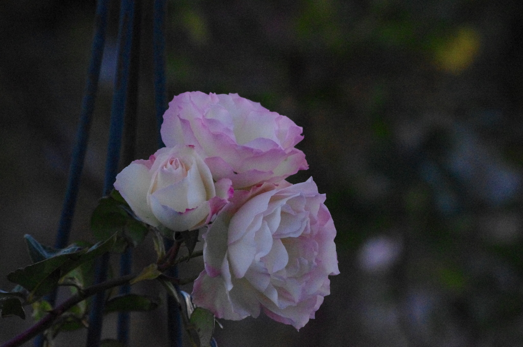 薔薇　1