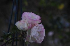 薔薇　1