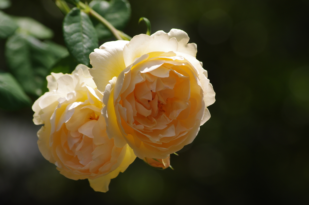 薔薇　6