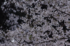 桜　2