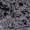 桜　2