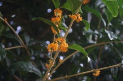 香りが写らないのが・・・・・