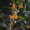 香りが写らないのが・・・・・