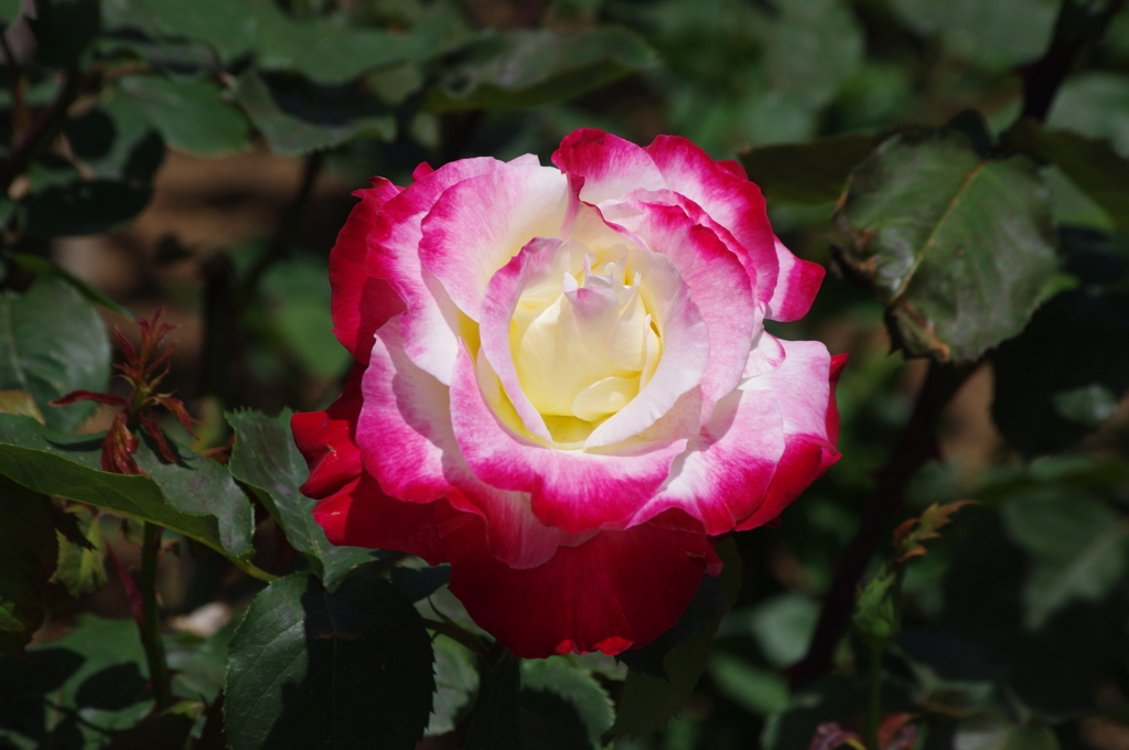 薔薇　6　日比谷公園　5月