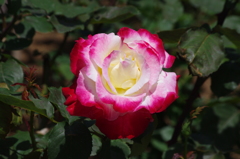 薔薇　6　日比谷公園　5月