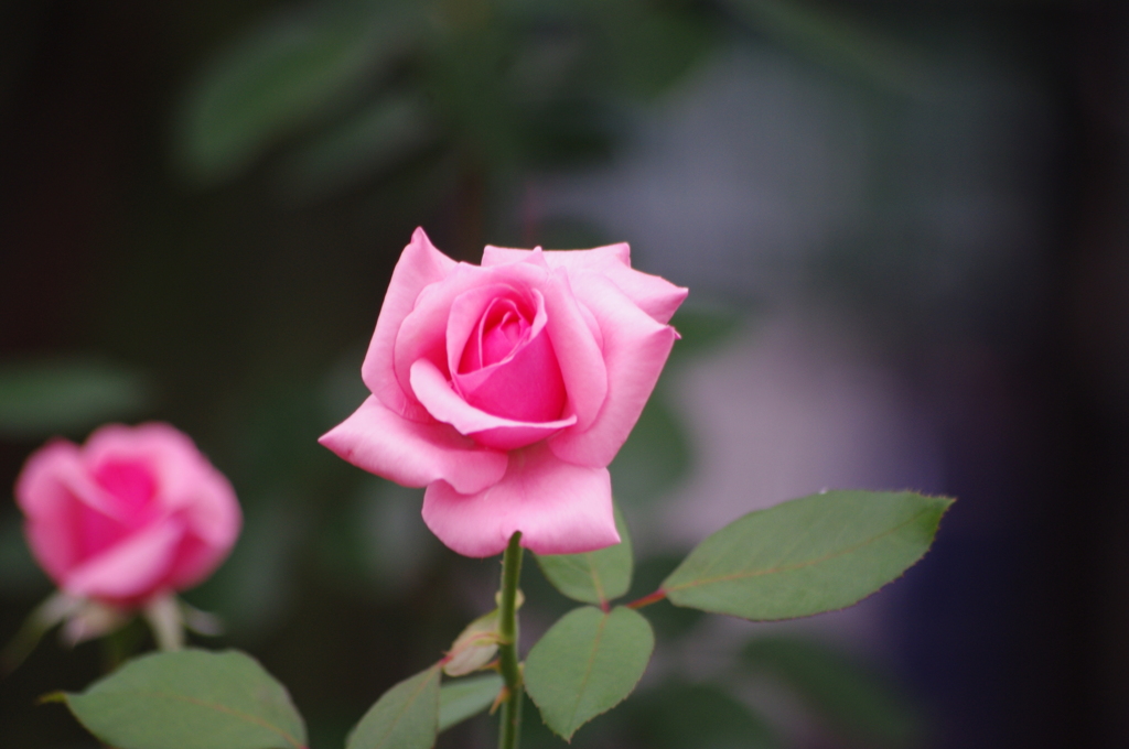薔薇　11　芝浦中央公園　11　１０月