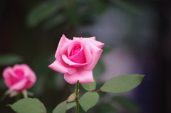 薔薇　11　芝浦中央公園　11　１０月