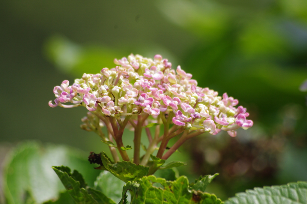 庭の花　4　７月　旧芝離宮庭園