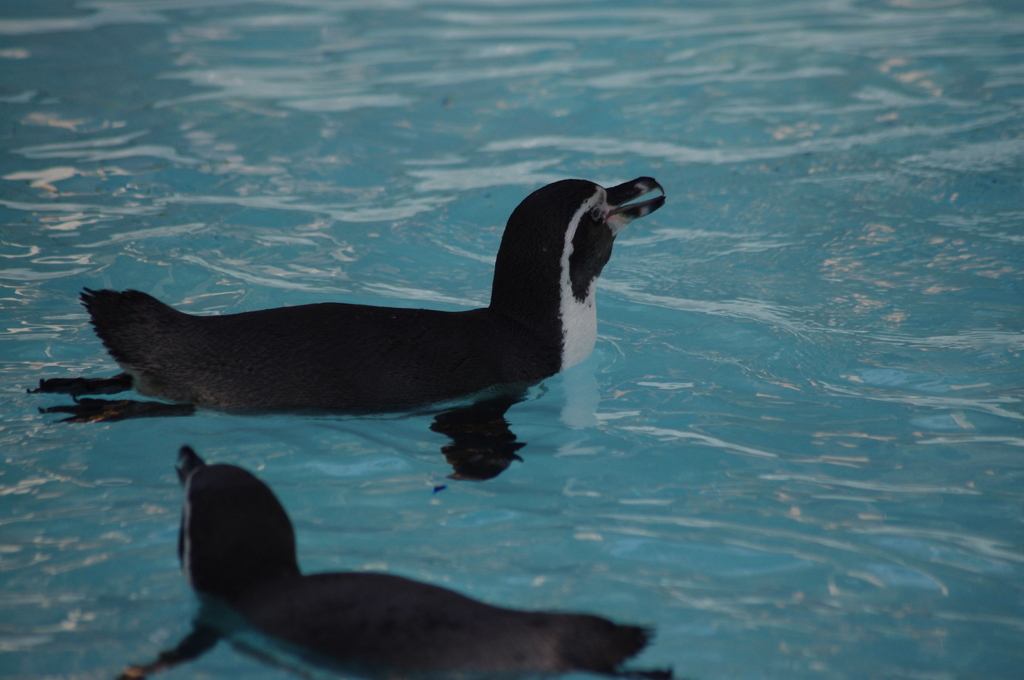 ペンギン　1　野毛山動物園　１０月