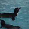 ペンギン　1　野毛山動物園　１０月