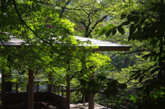 東屋　江戸川公園　８月