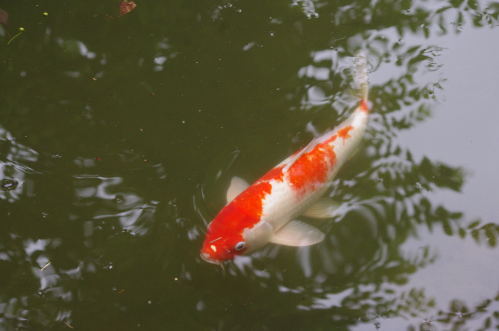 鯉　2　旧安田庭園