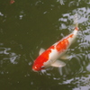 鯉　2　旧安田庭園