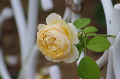 芝浦中央公園　６月下旬　6
