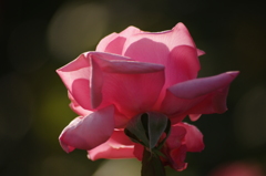 薔薇　15