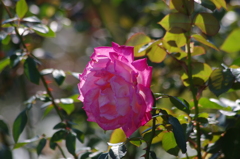 横浜の薔薇　11