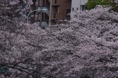 桜　1　