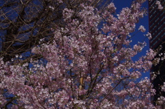 桜　2