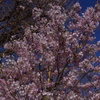 桜　2