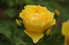 薔薇　32　港が見える丘公園　５月