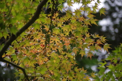 緑までもう少し・・・　旧古河庭園　8月