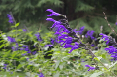 花の小径　2　代々木公園　７月下旬