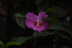 旧高輪消防署（現在出張所）まえの花　７月末