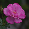 薔薇　7