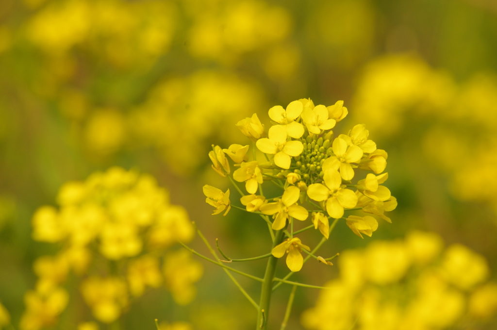 菜の花　代々木公園