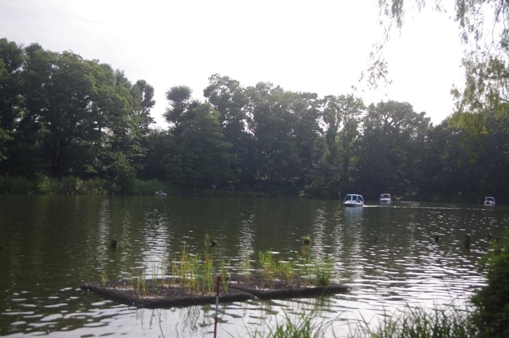 石神井公園の貸ボート