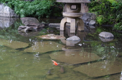 池の鯉　1　７月　旧安田庭園