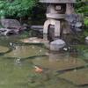 池の鯉　1　７月　旧安田庭園