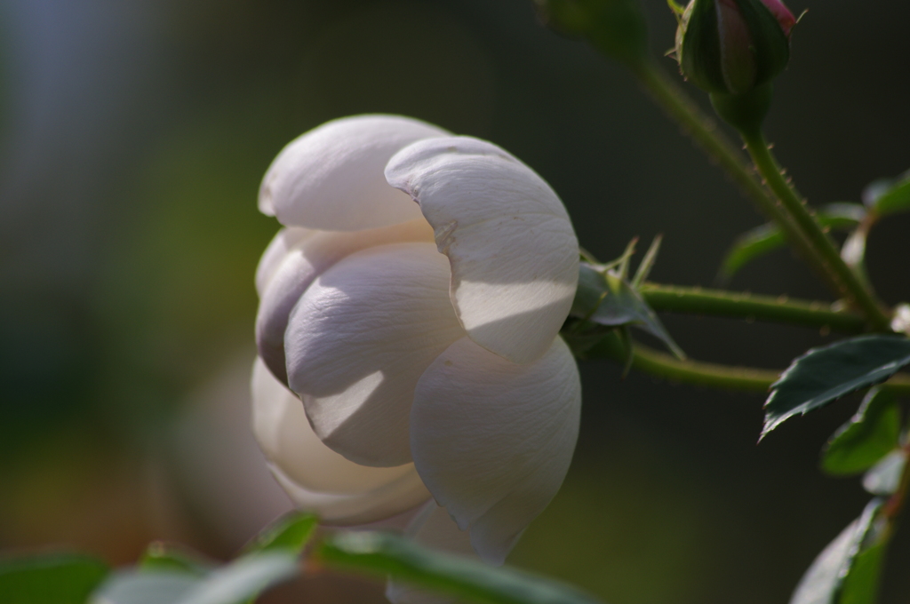 薔薇　6