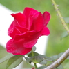 薔薇　10