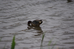 多摩川の鳥たち　1