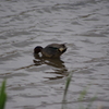 多摩川の鳥たち　1