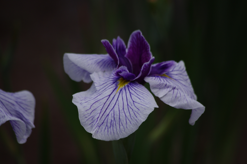 花菖蒲　5