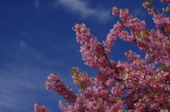 青空と河津桜