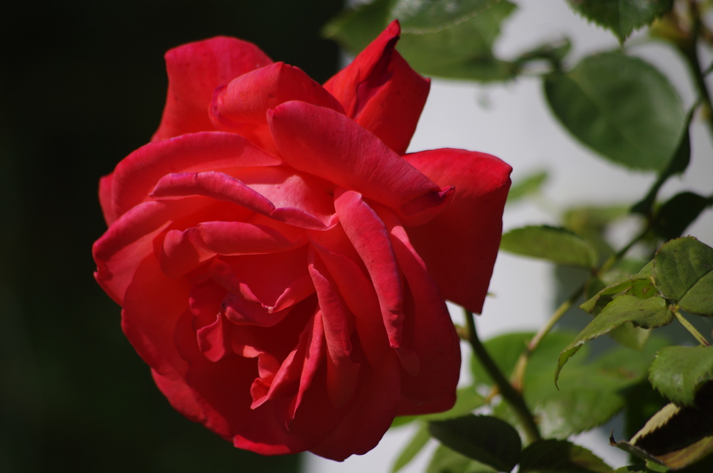 薔薇　4